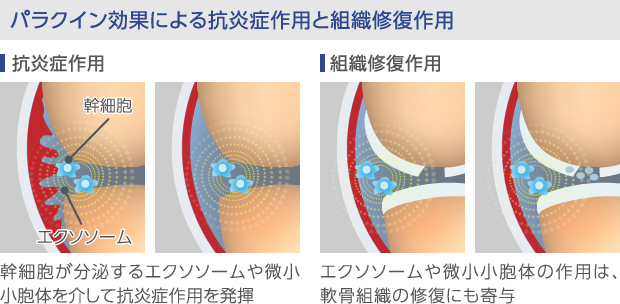 幹細胞のパラクイン効果