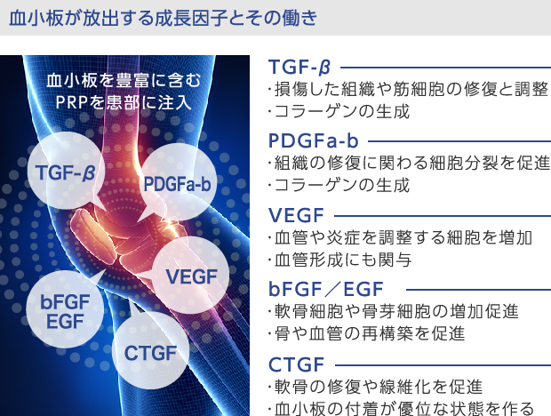 血小板が放出する成長因子とその働き