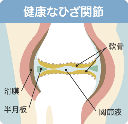 健康なひざ関節